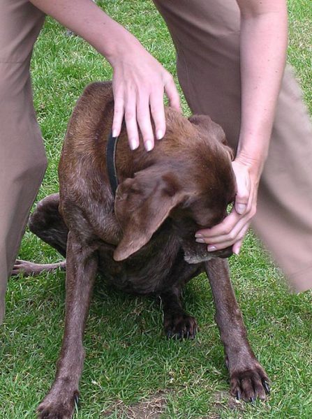 ostéopathie canine à l'EFOA