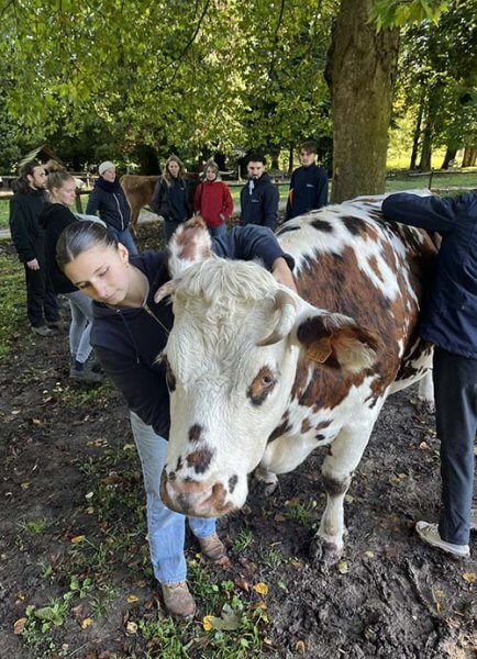 ostéopathie bovine à l'école EFOA